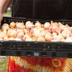 seynab-onions
